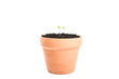 Potted Sprout Plant