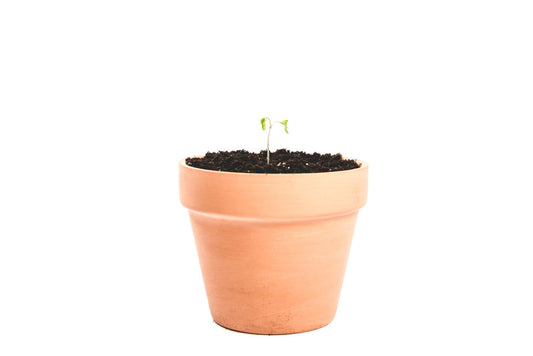 Potted Sprout Plant